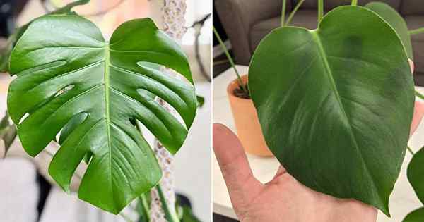 Wie man auf Monstera geteilte Blätter bekommt (7 geheime Tipps enthüllt)