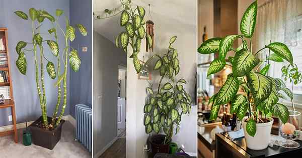 Wie man einen großen und großen Dieffenbachia wie ein Baum annimmt