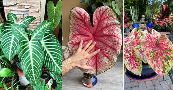 Comment cultiver un grand caladium | Caladium géant en croissance