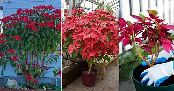 Wie man eine große Poinsettie als Baum annimmt