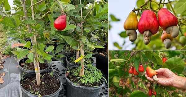 Cómo cultivar un anacardo | Cultivo de anacardos