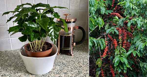 Cómo cultivar una planta de café | Cuidado y creciendo en casa