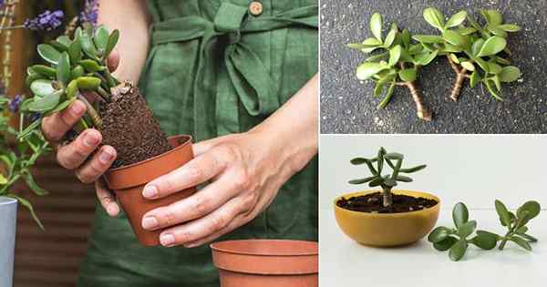 Comment cultiver une plante de jade à partir de boutures