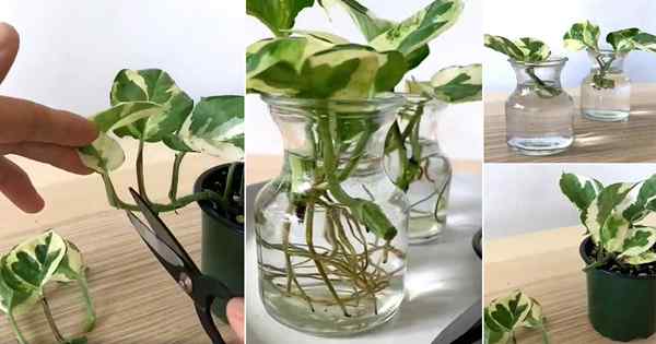 Wie man eine Pothos -Pflanze baut (es ist schnell und einfach)