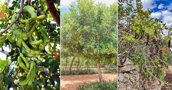 Como cultivar Carob Tree | Cuidado e crescente Carob