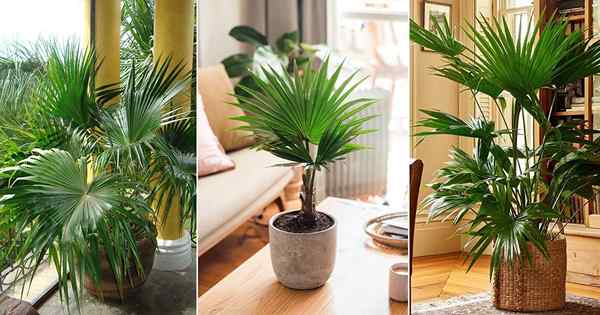 Comment cultiver China Palm | Livistona Chinensis Care