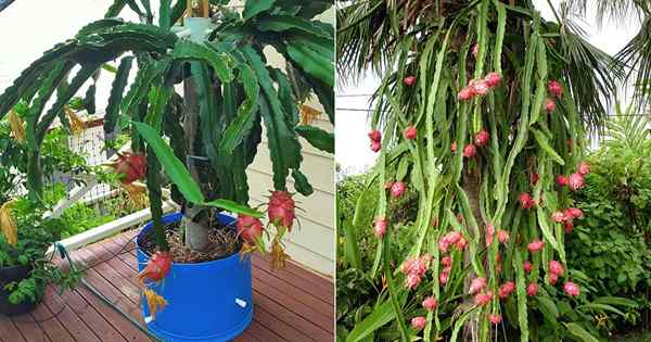 Wie man Drachenfrucht anbaut | Wachsende Dragonfruit (Pitaya)