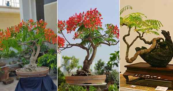 Cómo cultivar el árbol de la llama bonsai | Poinciana real en crecimiento