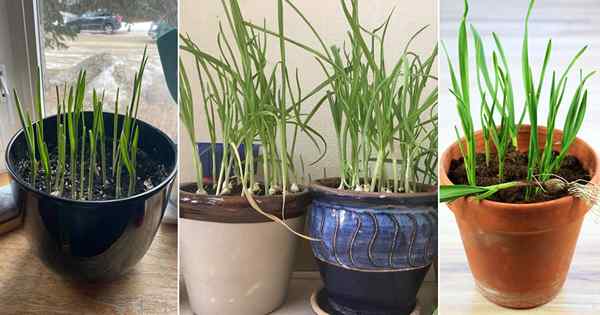 Como cultivar alho dentro de casa | Crescer alho em vasos