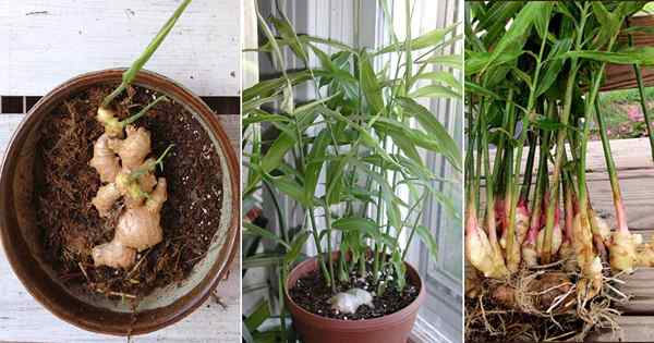 Cómo cultivar jengibre en la olla | Cultivo de jengibre en interiores