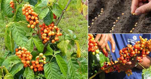 Cómo cultivar guarana fácilmente | Beneficios de Guarana