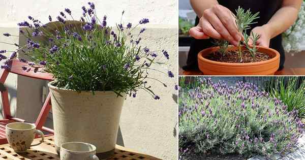 Cara menanam tanaman lavender | Perawatan Tanaman Lavender