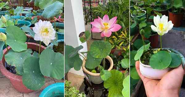 Comment cultiver le lotus | Planter du lotus dans un conteneur