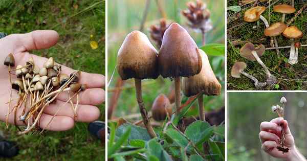 Comment cultiver des champignons magiques | Récolte des champignons magiques