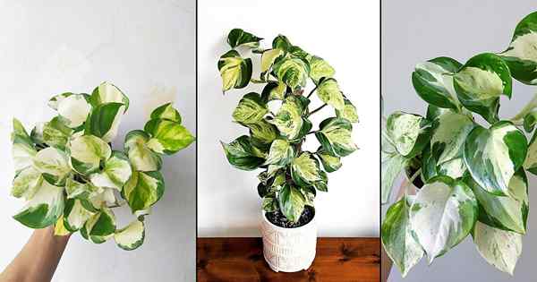 Wie man Manjula pothos wächst | Manjula Pothos Care