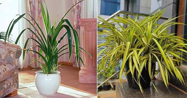 Como cultivar Pandanus Veitchii dentro de casa | Pinheiro de parafuso crescente