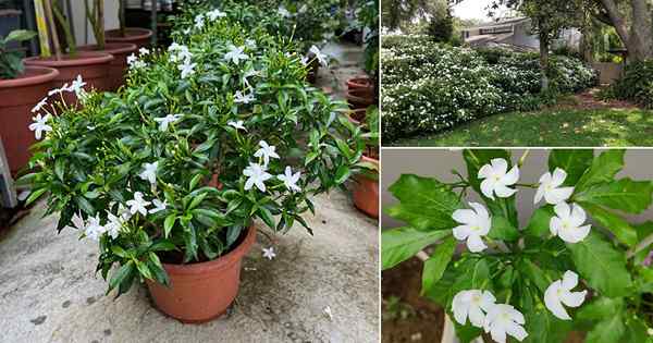 Cómo cultivar flor de la rueda | Cuidado de jazmín crepé