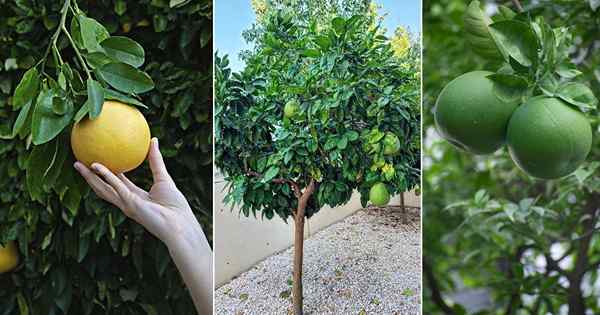 Cómo cultivar pomelo | Creciente maxima de cítricos