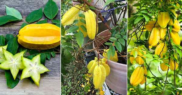 Jak wyhodować owoce gwiazdy | Rosnące starfruit (Carambola)