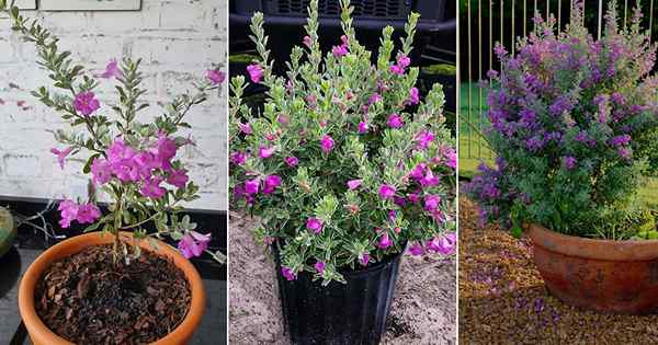 Wie man Texas Sage Pflanze im Topf anbaut | Texas Ranger Plant Care