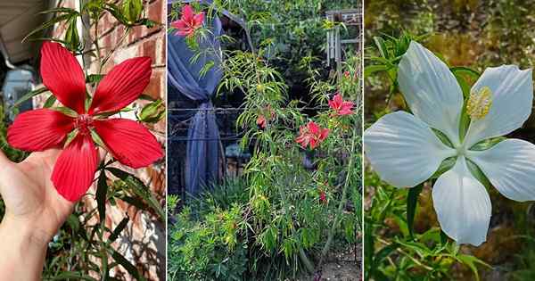 Comment cultiver la star du Texas Hibiscus | Scarlet Rosemallow en croissance