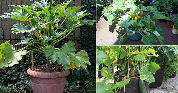 Wie man Zucchini in einem Topf erfolgreich anzieht | Wachstum von Zucchini zu Hause