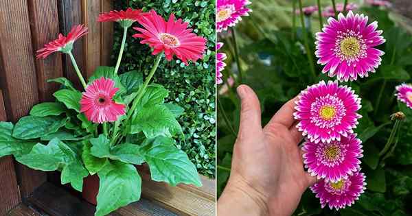 Cómo mantener floreciendo las margaritas de Gerbera | 14 mejores trucos