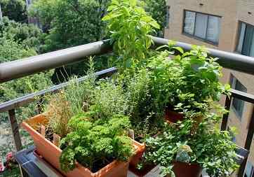 Comment faire un jardin d'herbes balcon | Tutoriel complet