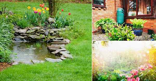 Jak zrobić ogród deszczowy i jego korzyści