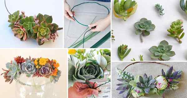 Comment faire une couronne succulente + des idées de couronne de fleurs bricolage