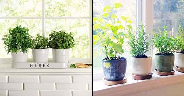 Cara Membuat Taman Herbal Windowsill | Tutorial taman herba jendela