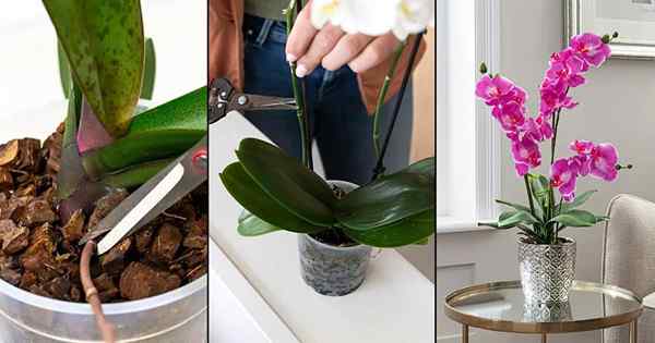 Wie man Orchideen multiplizieren | Verbreitung von Orchideen zu Hause