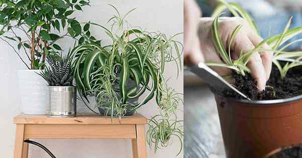 Como propagar plantas de aranha | 5 maneiras diferentes de cultivar planta de aranha