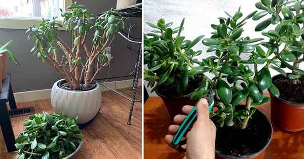 Como podar uma planta de jade como um especialista | Dicas de poda de planta de jade