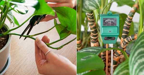 Como fazer enraizar estacas de plantas internas com facilidade e rapidez