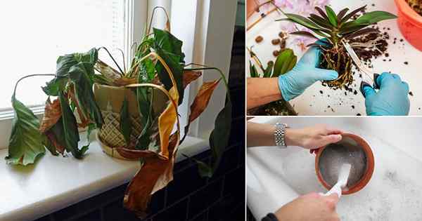 Cómo tratar la pudrición de la raíz en las plantas de interior como un profesional