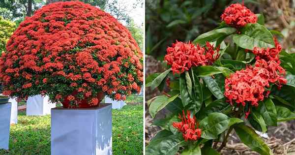 Ixora Maui Red Care und wachsender Führer