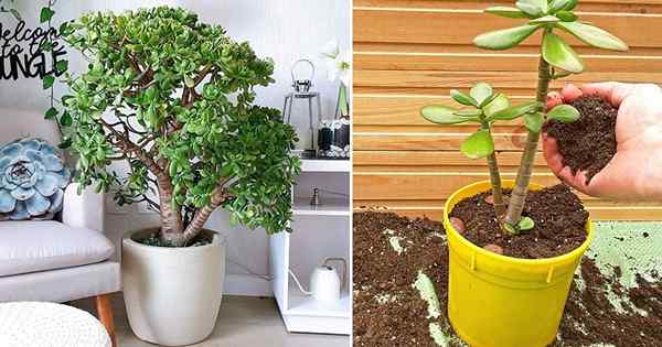 Cuidado de la planta de Jade en el interior | Cómo cultivar crassula ovata