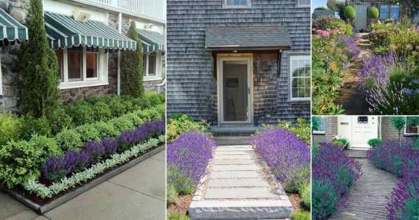 Lansekap dengan lavender | 25 Ide Desain Taman Lavender