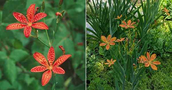 Leopard Lily Plant Care | Wachsender Iris domestica