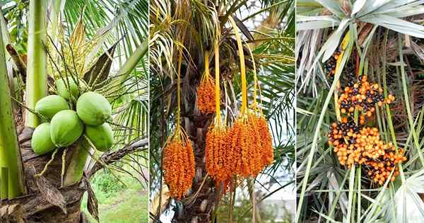 Lista de las mejores frutas de palma | Frutas de las palmeras