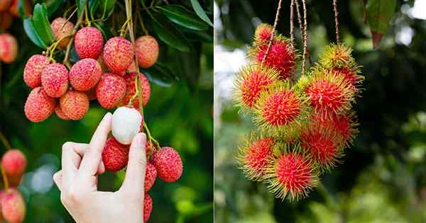 Lychee vs Rambutan | Perbedaan antara Rambutan dan Lychee