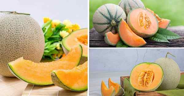 Muskmelon vs Cantaloupe | Perbedaan antara muskmelon dan cantaloupe