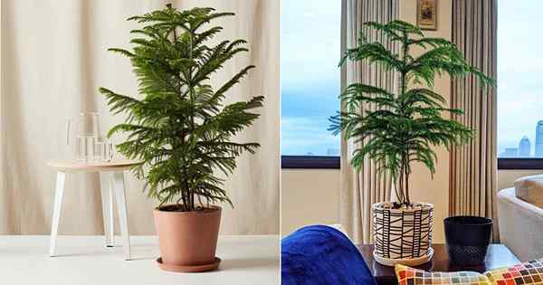 Norfolk Island Pine Care di dalam rumah | Houseplant pokok Krismas