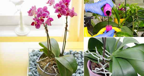 Secrets à fleurs d'orchidées | Comment fleurir avec succès les orchidées