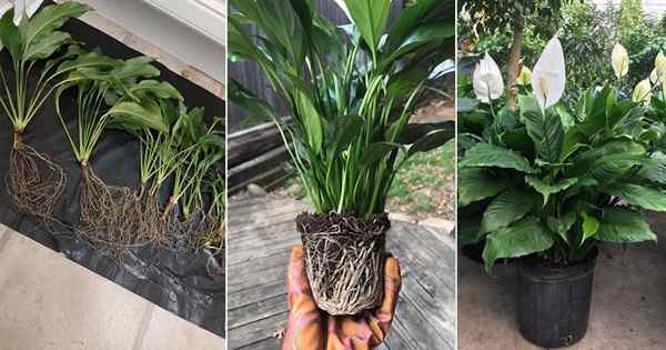 Peace Lily Propagation | Bagaimana Propagasi Perdamaian Lily