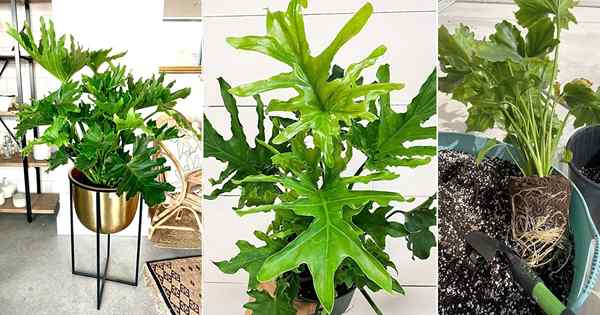 Philodendron Lickety Split Care | Cara Menumbuhkan Philodendron Selloum