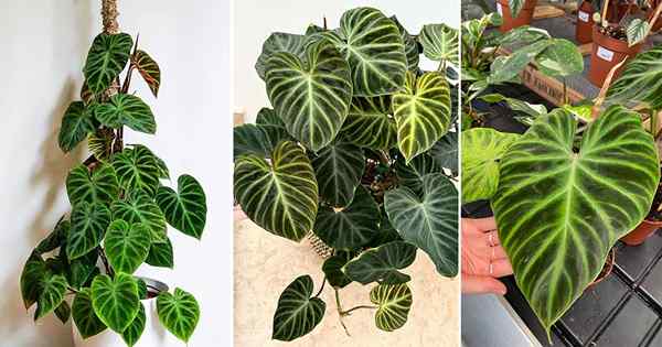 Philodendron Verrucosum Care | Guía de crecimiento de ECUCADOR PHILODENDRON