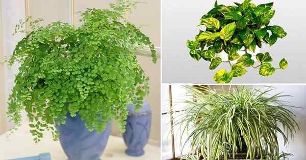 Les plantes qui poussent sans soleil | 21 meilleures plantes pour pousser à l'intérieur