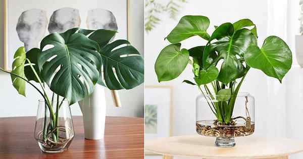 Monstera in Wasser ausbreiten | Wie man Monstera im Wasser annimmt